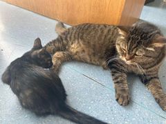 -伟伟宠物医院·瑞派猫友好医院·猫科(光谷店)