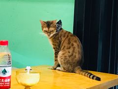 -猫色咖啡·猫咖