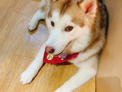 -Husky Go! 哈士奇体验馆·宠物咖啡厅狗咖