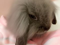-浣熊柯尔鸭土拨鼠·电玩咖