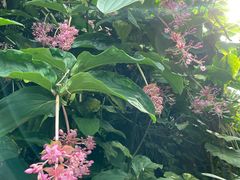 -植物学家的女儿(北马道巷店)