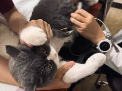 -美联众合动物医院·24h转诊中心