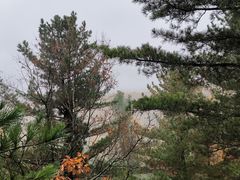 -汤旺河林海奇石景区