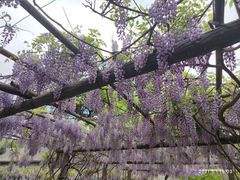 -红螺寺