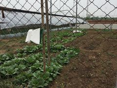 -大自然农场蔬菜草莓采摘园