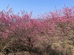 -新建村梅花