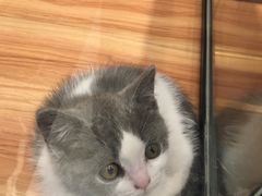 -袖虎·猫馆(体育西路店)