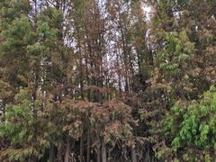 -上海海湾国家森林公园