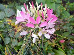 -三圣花乡旅游区