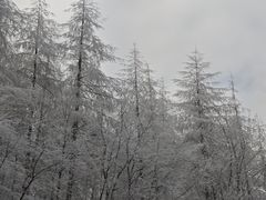 -牛背梁国家森林公园