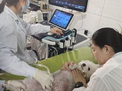 -中国农业大学动物医院