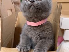 -喵zoo家庭繁育猫舍(尖东智能花园店)