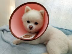 -邢大夫动物医院