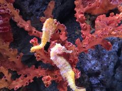 -暹罗海洋世界