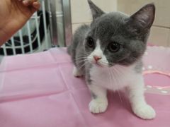 -北京观赏动物医院·24小时大型综合·猫专科·异宠专科