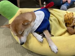 -逗柴咖啡屋·狗咖猫咖宠物桌游