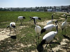 -盐城丹顶鹤湿地生态旅游区