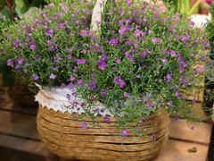 -双季花艺园艺市场(浦东店)