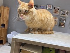 -藏猫猫咖啡主题馆(中央大道店)