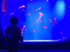 -芜湖新华联大白鲸海洋公园