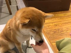 -柴务处·柴犬主题狗咖