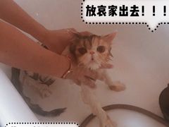 -十年猫舍·猫咪专门店(普陀店)