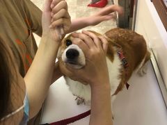 -美联众合动物医院·24h转诊中心
