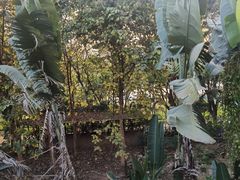 -西双版纳原始森林公园