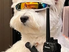 -萌宠之家·腊肠犬·马尔泰·小体犬舍