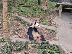 -都江堰中华大熊猫苑