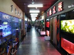 -中环花鸟鱼虫市场