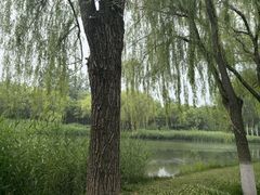 -大兴滨河森林公园