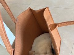 -艾贝尔宠物医院·狂犬免疫点(江山金象城店)