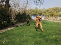 -宠物寄养训练学校