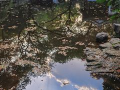 -秋霞圃