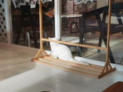 -三花喵·撸猫购宠·宠物生活馆(虹桥南丰城店)
