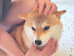 -喜柴咖啡·柴犬狗咖