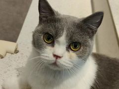 -飞行喵MR PILOT|猫舍·猫咖(静安大融城店)