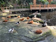 -南宫五洲植物乐园