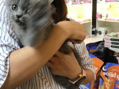 -lincat·猫舍(广州店)