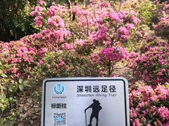 -梧桐山风景名胜区