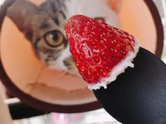 -卷心卷意·轻甜蛋糕(新光天地店)