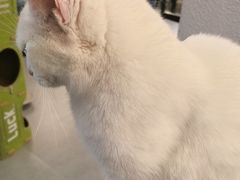 -琪喵猫屋·撸猫猫咖·猫舍