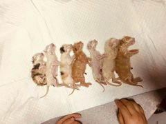 -达爱动物医院·犬猫分区·CT·复杂眼科(远洋山水分院)