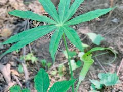 -阳台山自然风景区