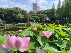 -陈家山荷花公园