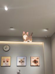 -洗脸猫·洗脸吧