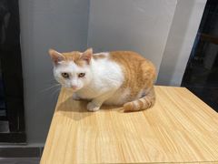 -猫亿天猫咖