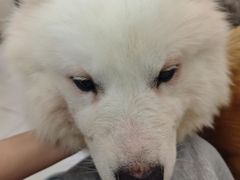 -安格丽娜·狗咖·猫咖羊驼咖(春熙路百盛商场店)