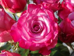 -双季花艺园艺市场(浦东店)